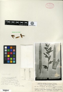 Vriesea duidae image
