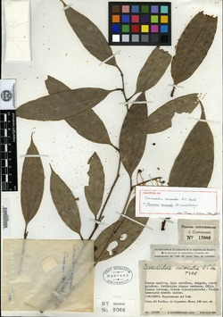 Cavendishia tryphera image