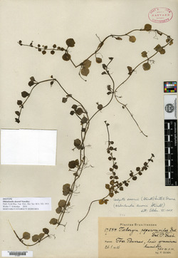 Oldenlandia dusenii image