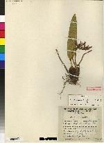 Maxillaria squamata image