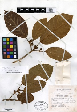 Ficus trigona image