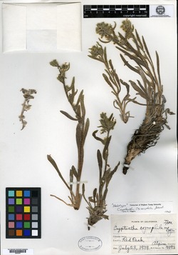 Oreocarya crymophila image