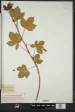 Rubus novanglicus image