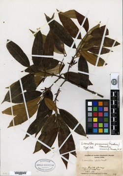 Lacmellea panamensis image