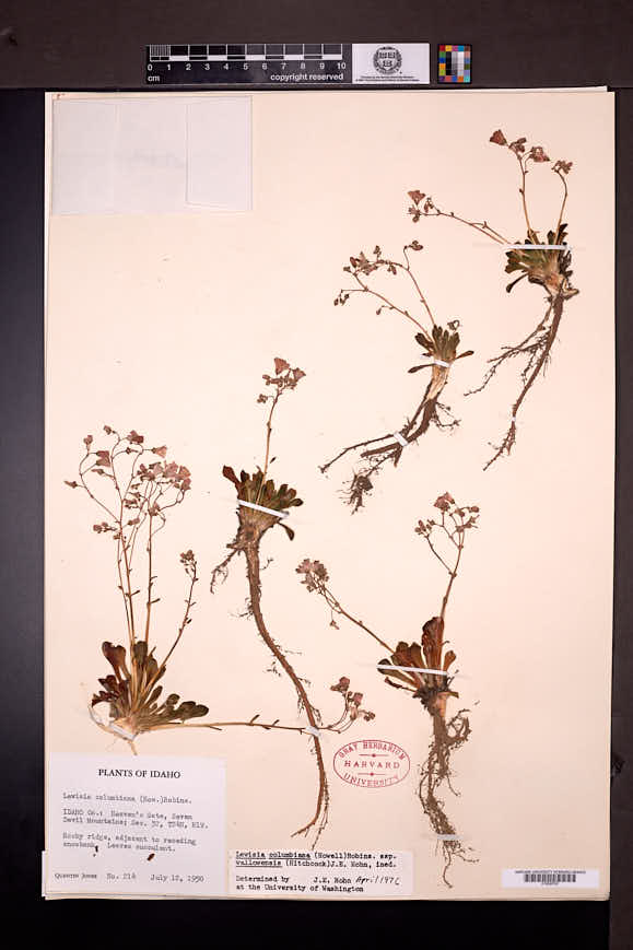 Lewisia columbiana subsp. wallowensis image