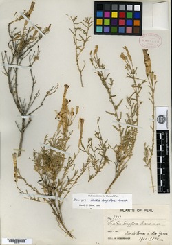 Huthia longiflora image