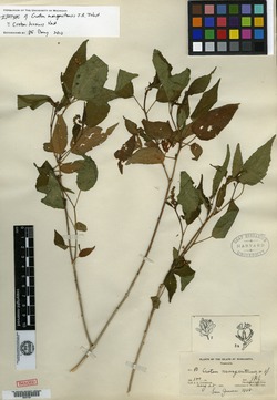 Croton hircinus image