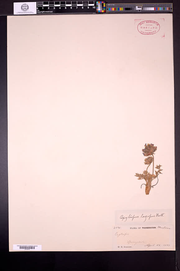 Oxytropis lagopus image