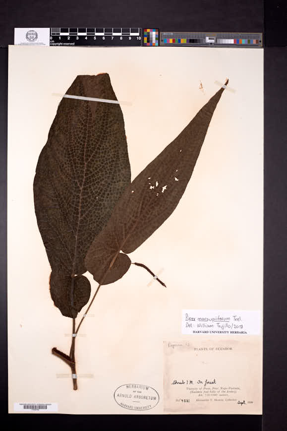 Piper marsupiiferum image