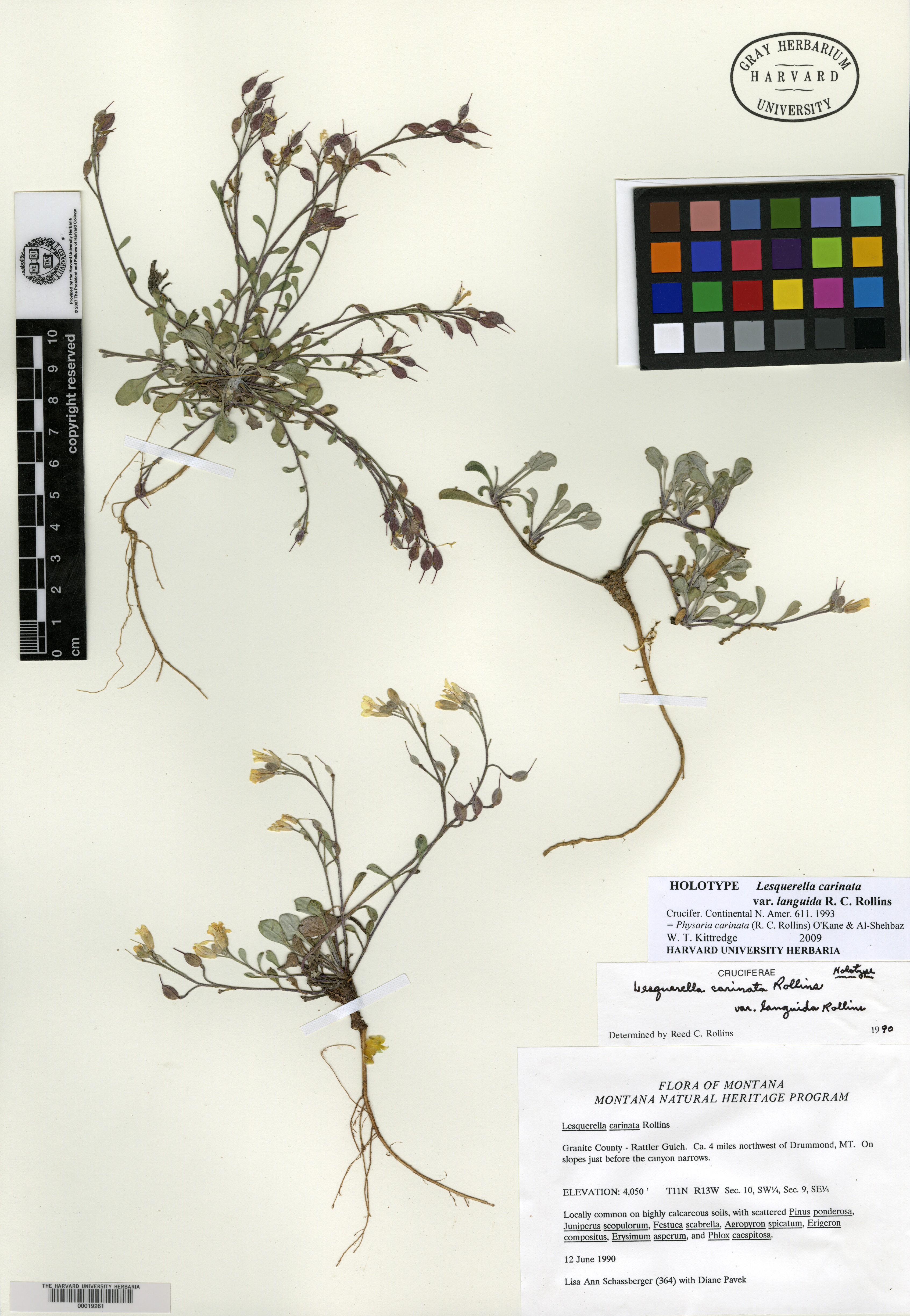 Physaria carinata subsp. carinata image