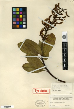 Vochysia aurantiaca image