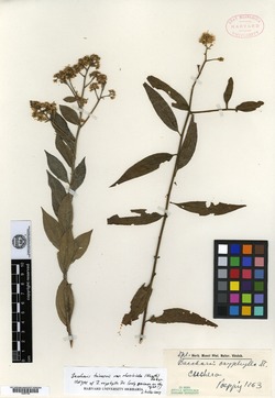 Baccharis oxyphylla image
