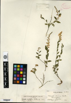 Polygala oophylla image