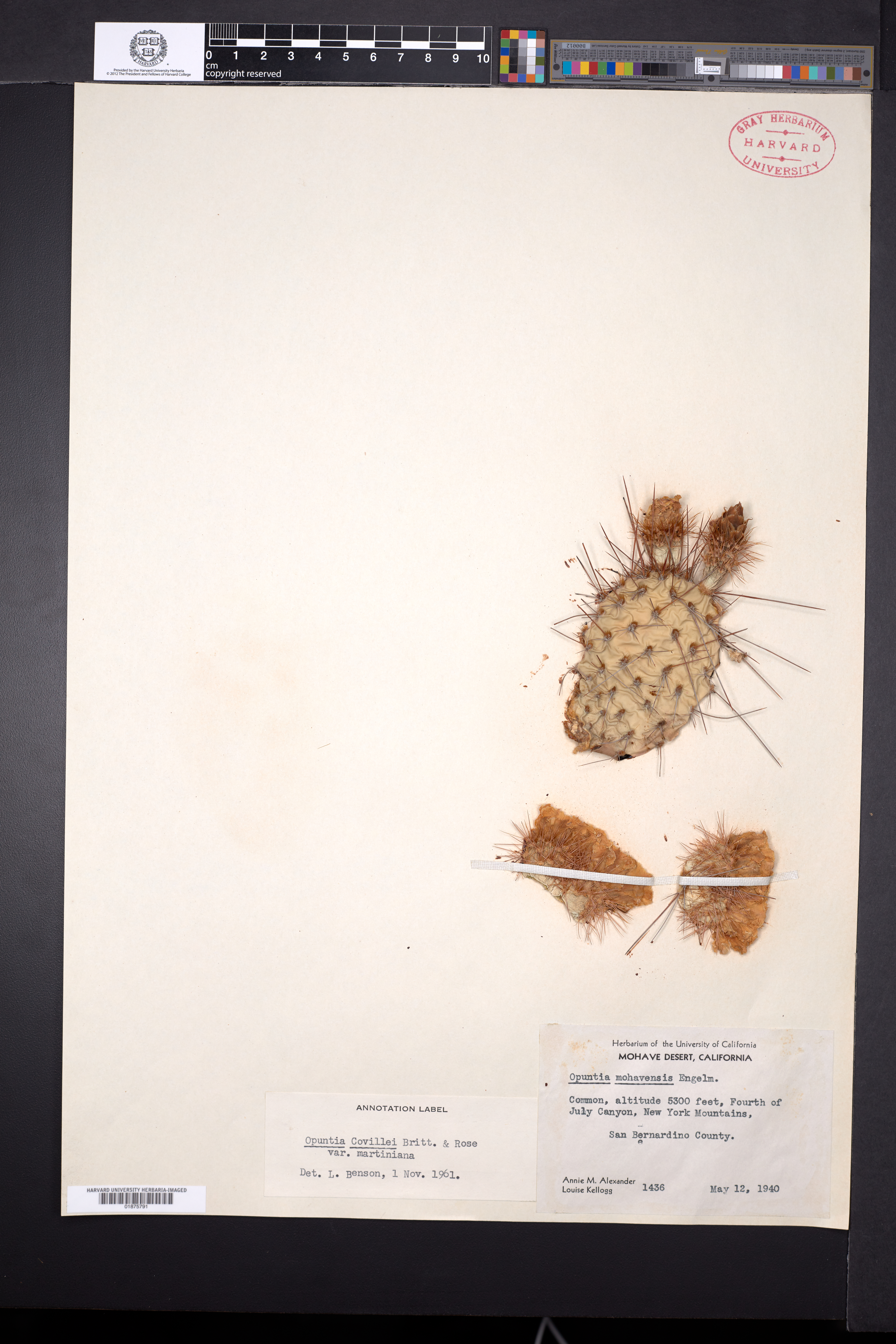 Opuntia ×curvispina image