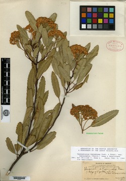 Vauquelinia corymbosa subsp. corymbosa image
