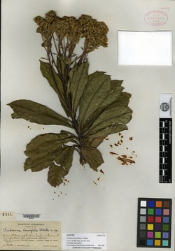 Verbesina laevifolia image