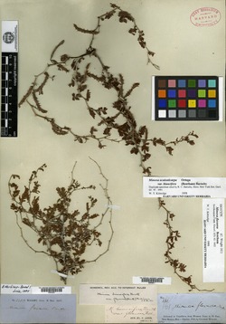 Vachellia macracantha image