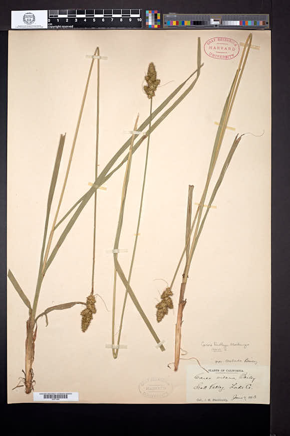 Carex densa image