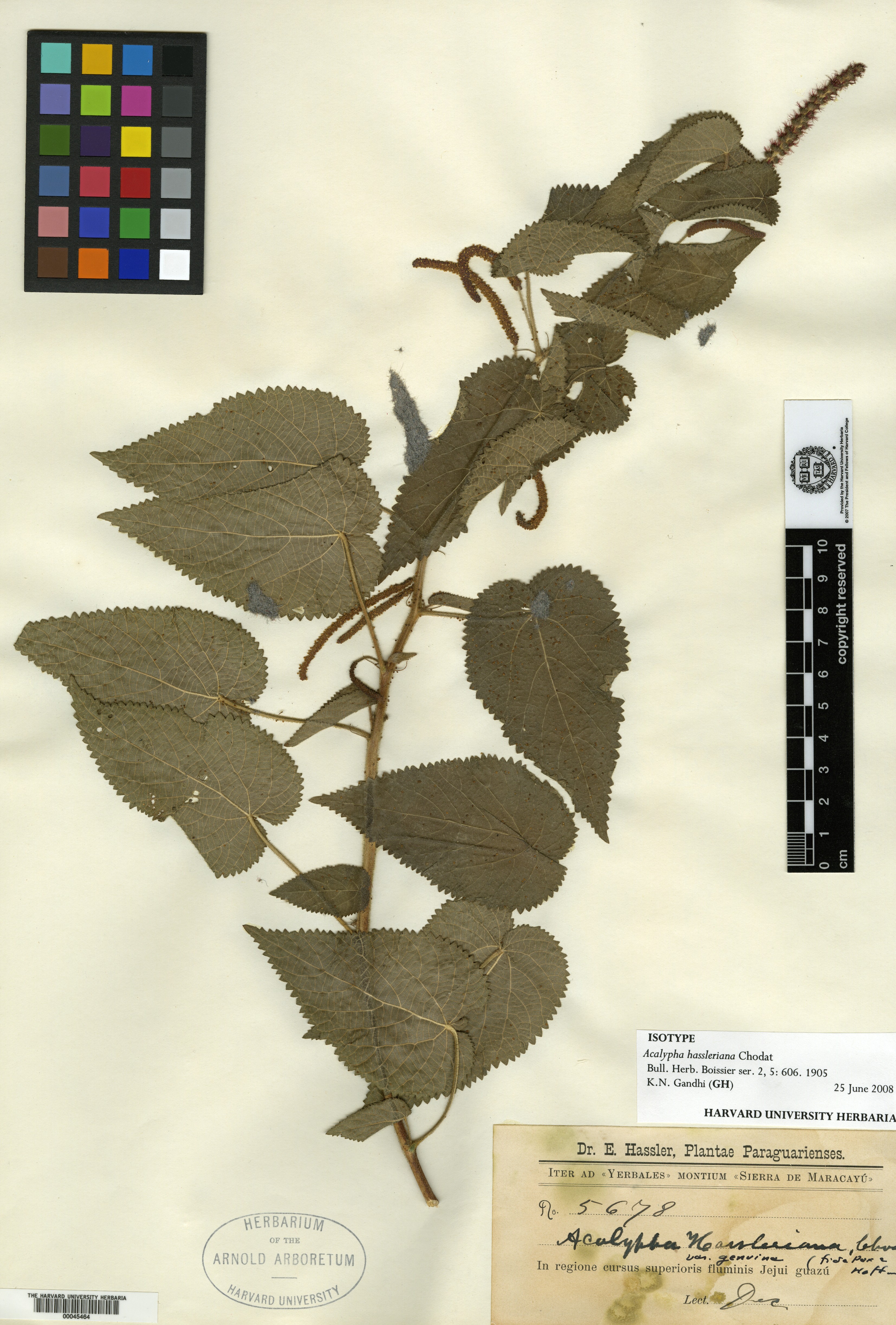 Acalypha kerrii image