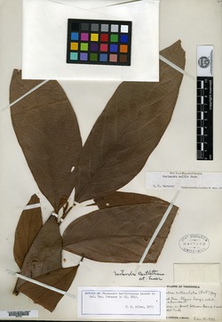 Nectandra gardneri image