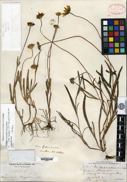 Baeria macrantha var. pauciaristata image