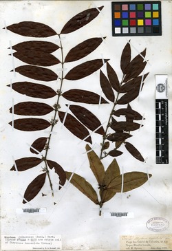 Strychnos guianensis image