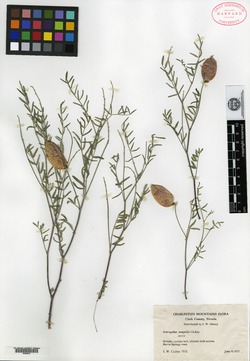 Astragalus aequalis image