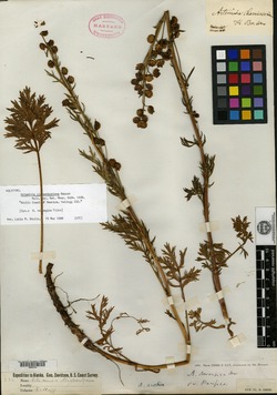 Artemisia richardsoniana image