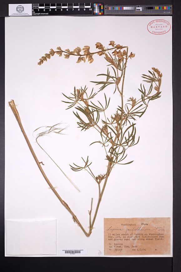 Lupinus garfieldensis image