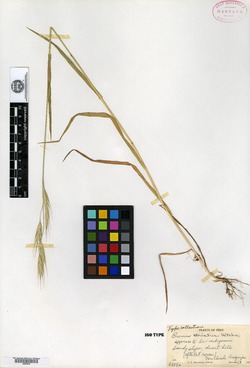 Calamagrostis amoena image