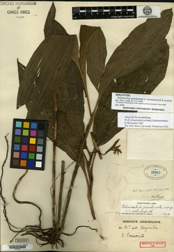 Palmorchis pandurata image