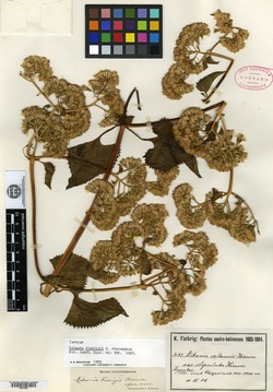 Mikania urticifolia image