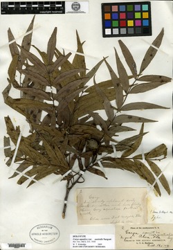Carya aquatica var. australis image