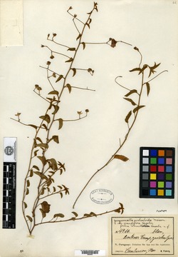 Jacquemontia selloi image