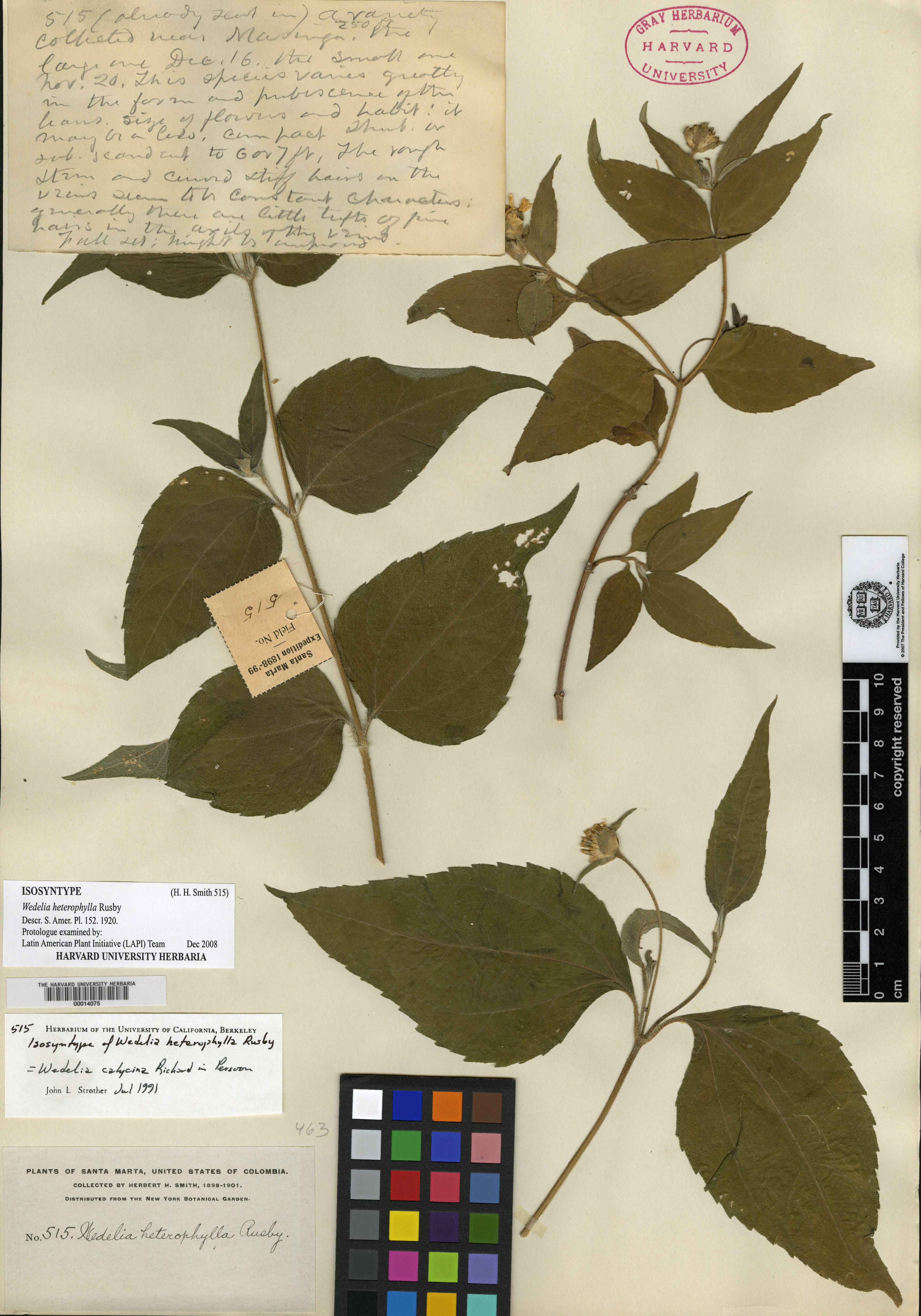 Wedelia heterophylla image