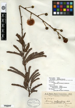 Mimosa hirsutissima image