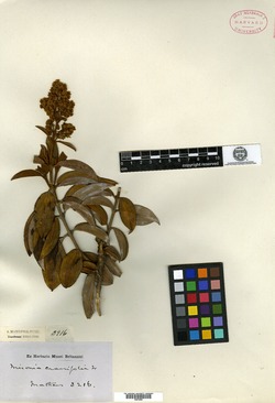 Miconia fragrans image