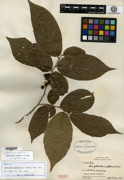 Ampelocera pubescens image