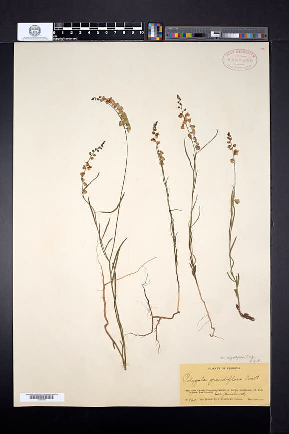 Polygala grandiflora var. angustifolia image