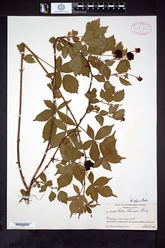 Rubus clarus image