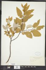 Salix pyrifolia image