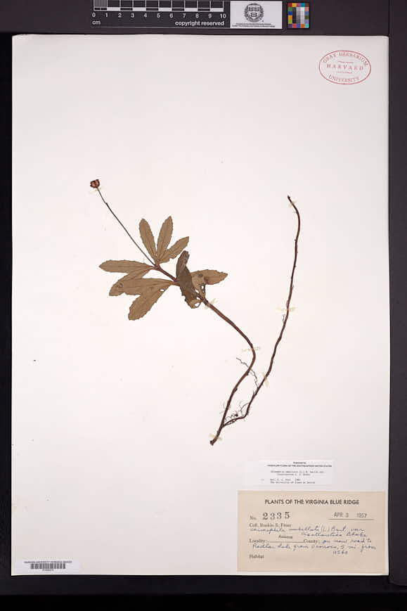 Chimaphila umbellata var. cisatlantica image