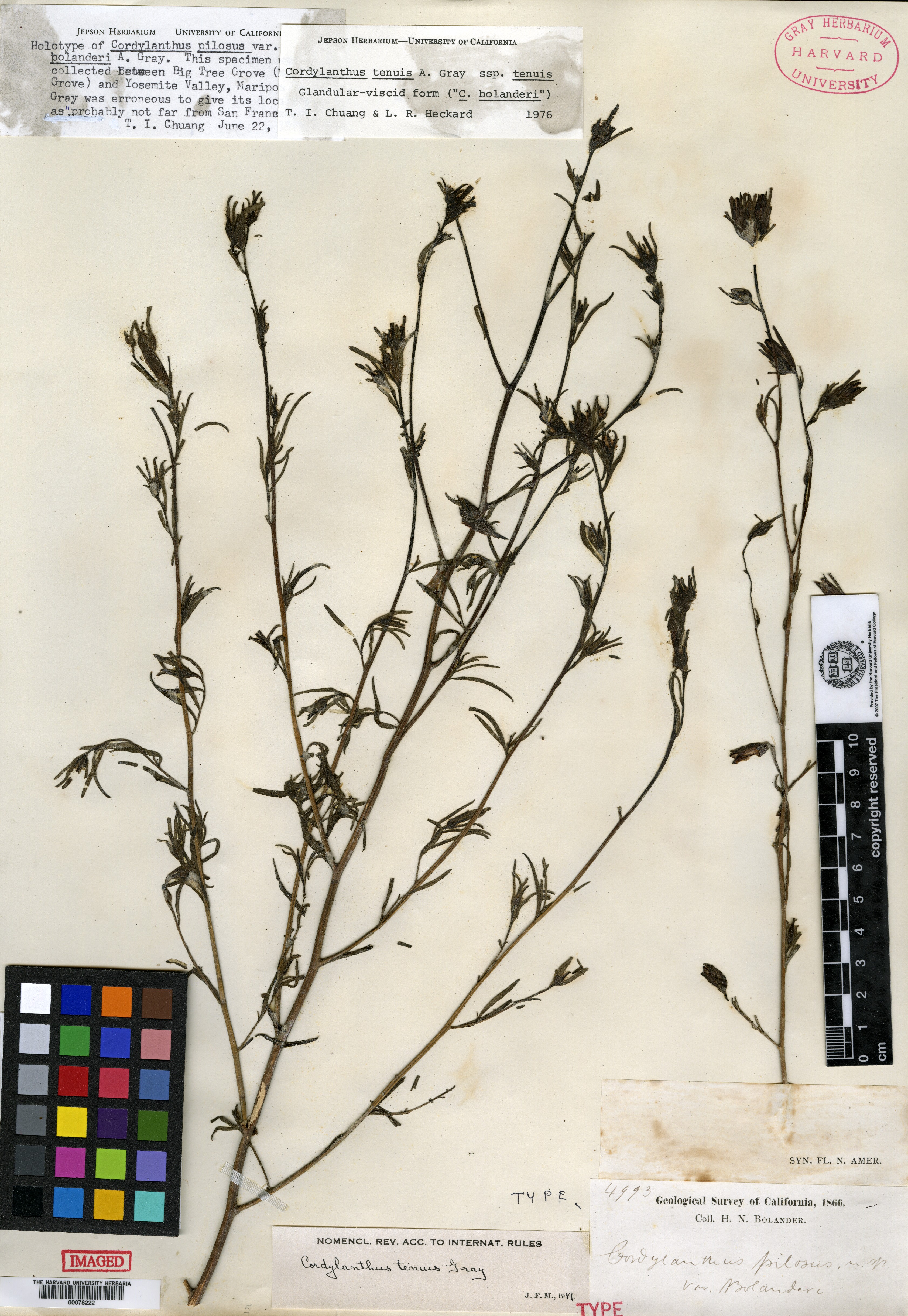 Cordylanthus pilosus var. bolanderi image