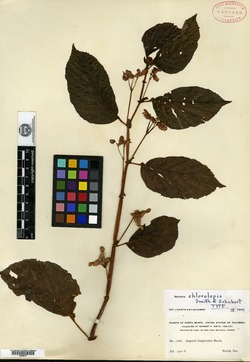 Begonia chlorolepis image
