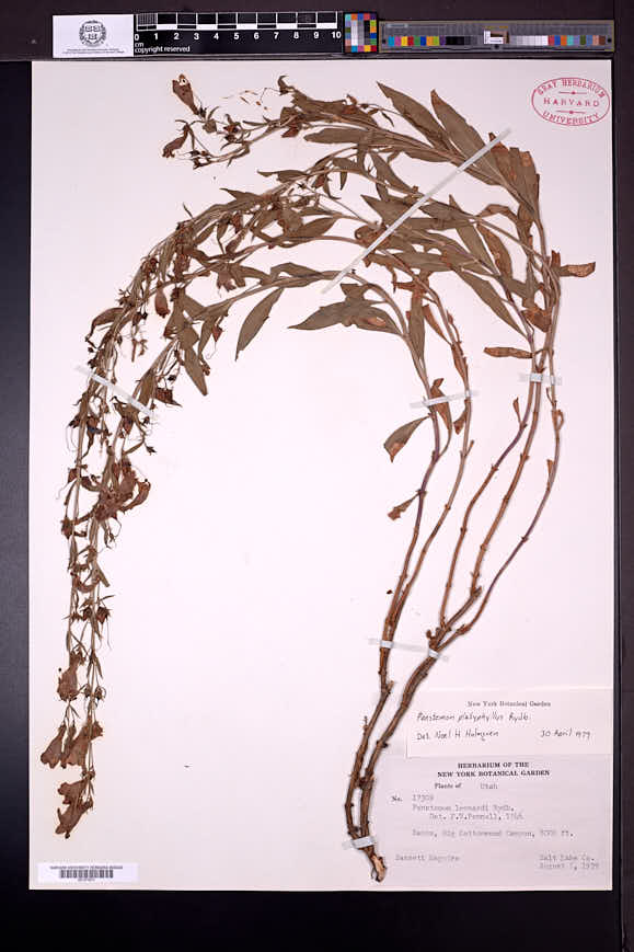 Penstemon platyphyllus image