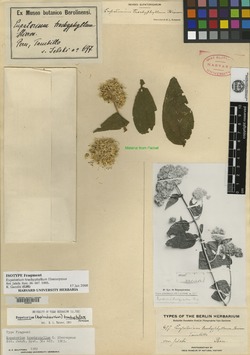 Asplundianthus trachyphyllus image