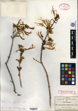 Anisacanthus puberulus image