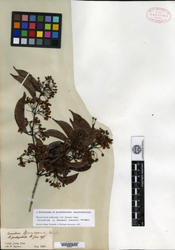 Banisteriopsis schunkei image