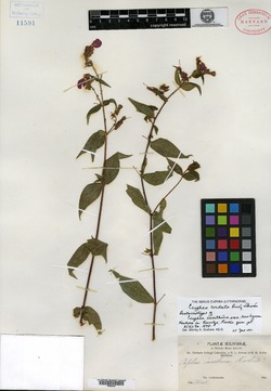 Cuphea lysimachioides image