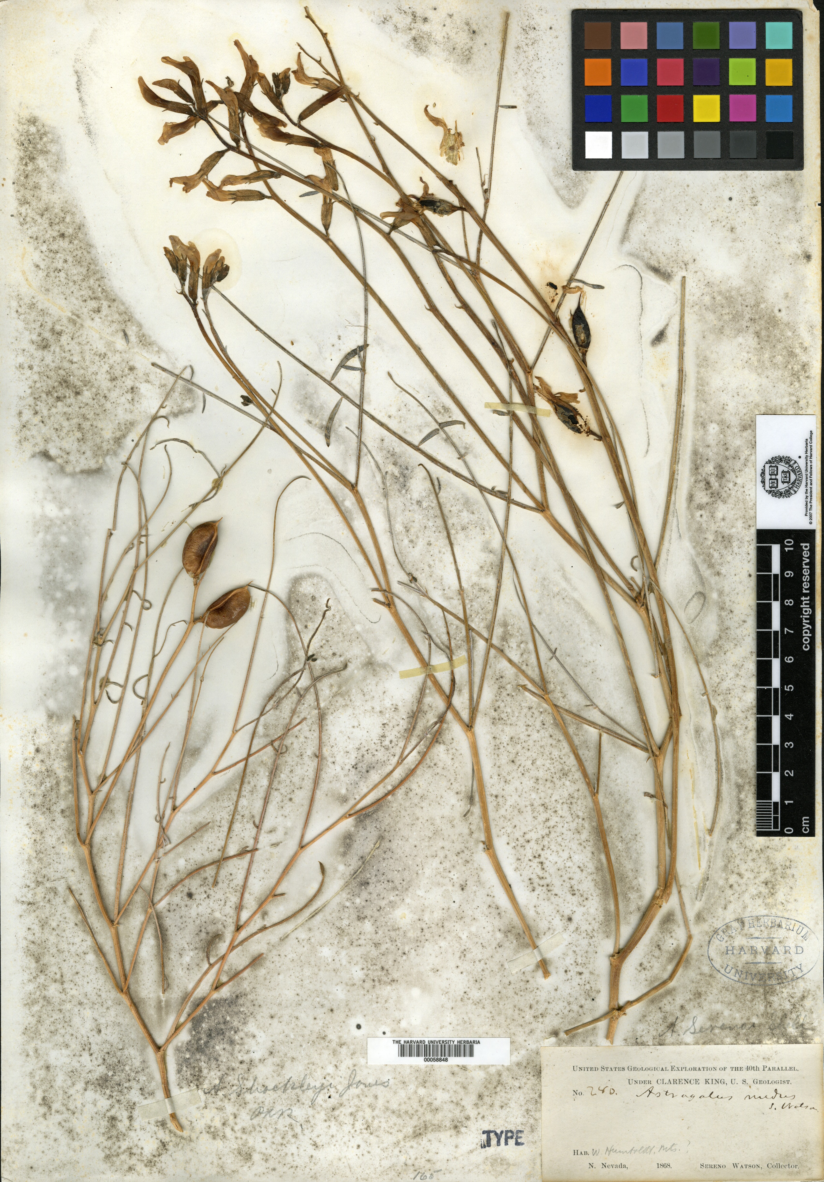 Astragalus nudus image